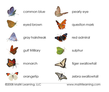 Butterflies 3-Part Reading