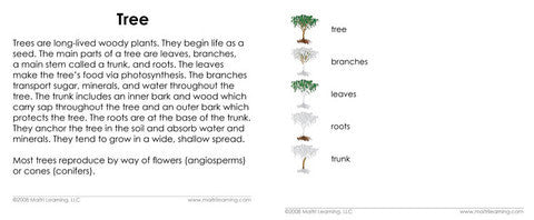 German Parts of the Tree 3-Part Reading