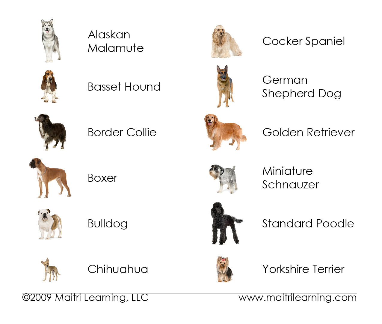 Dogs Vocabulary