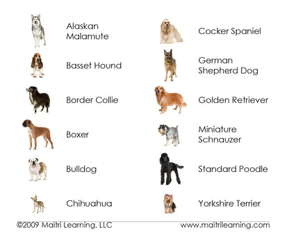 Dogs Vocabulary