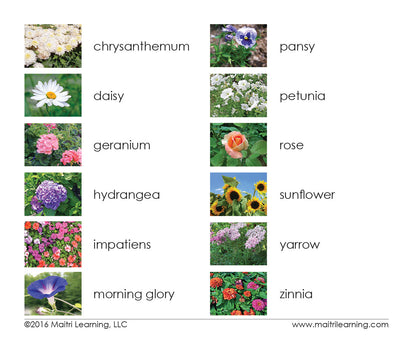 Garden Flowers Vocabulary - Maitri Learning