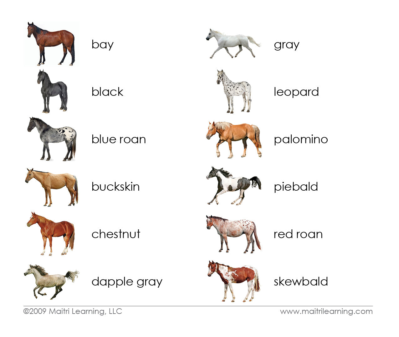 Horses (Coat Colors) Book & Card Set
