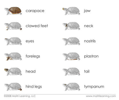 Parts of the Turtle Book