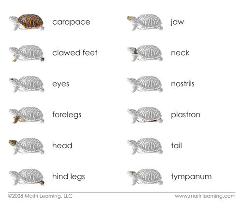 Parts of the Turtle Book