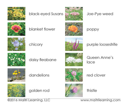 Wildflowers Matching
