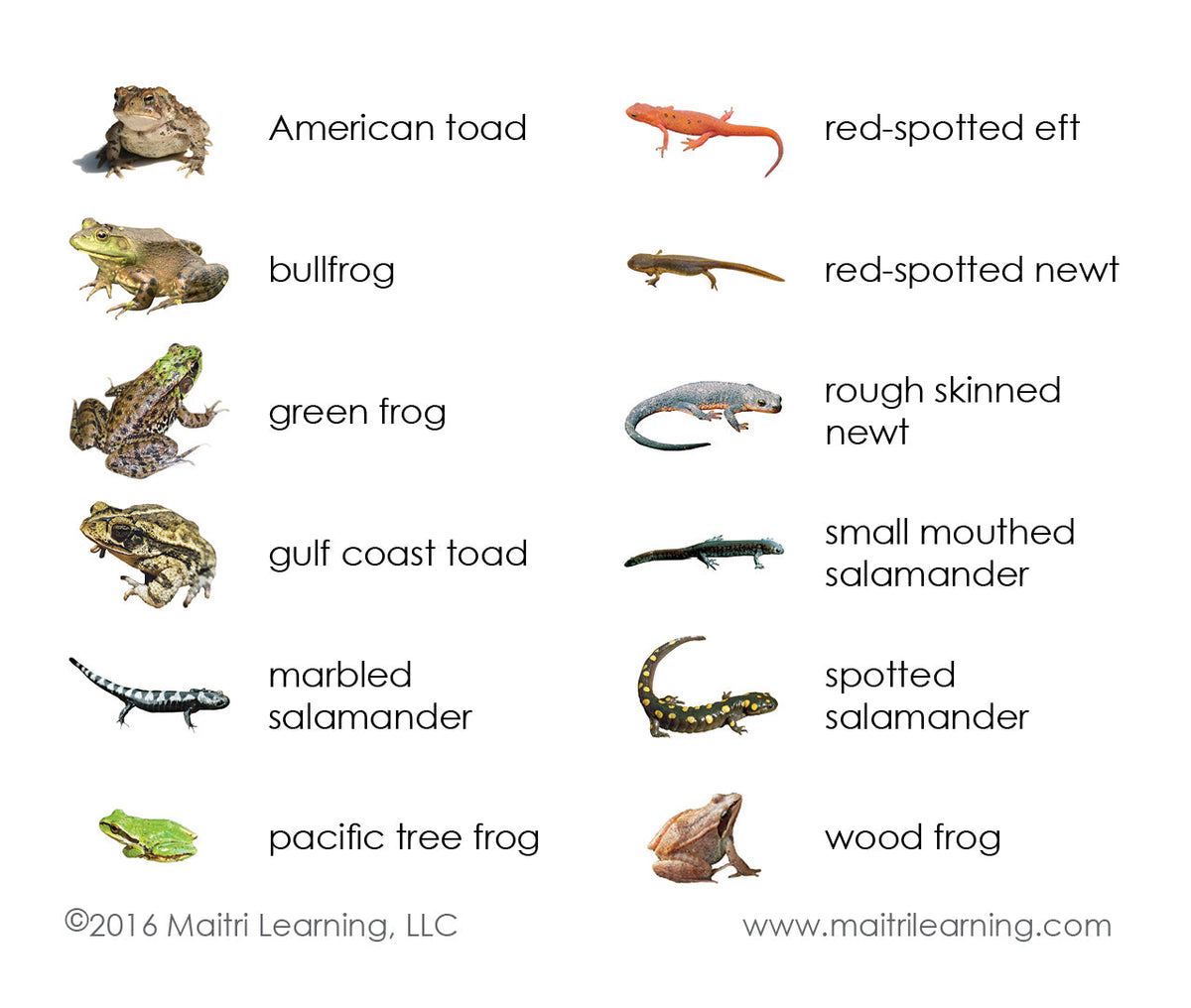 Amphibians 3-Part Reading