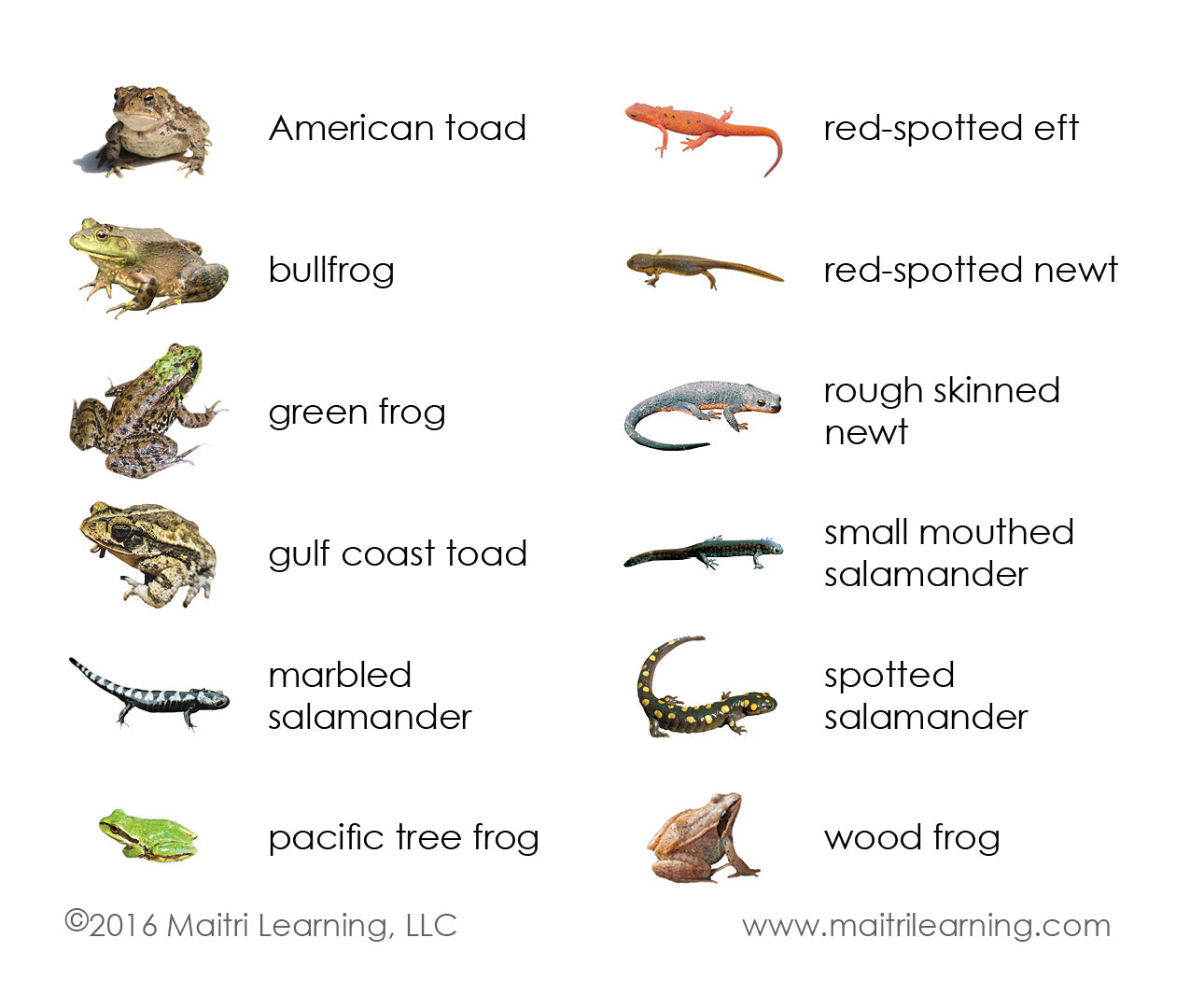 Amphibians Vocabulary - Maitri Learning