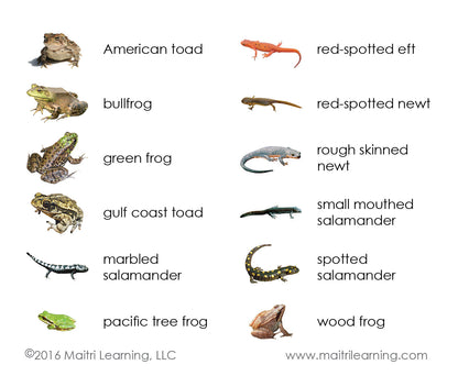 Amphibians Vocabulary - Maitri Learning