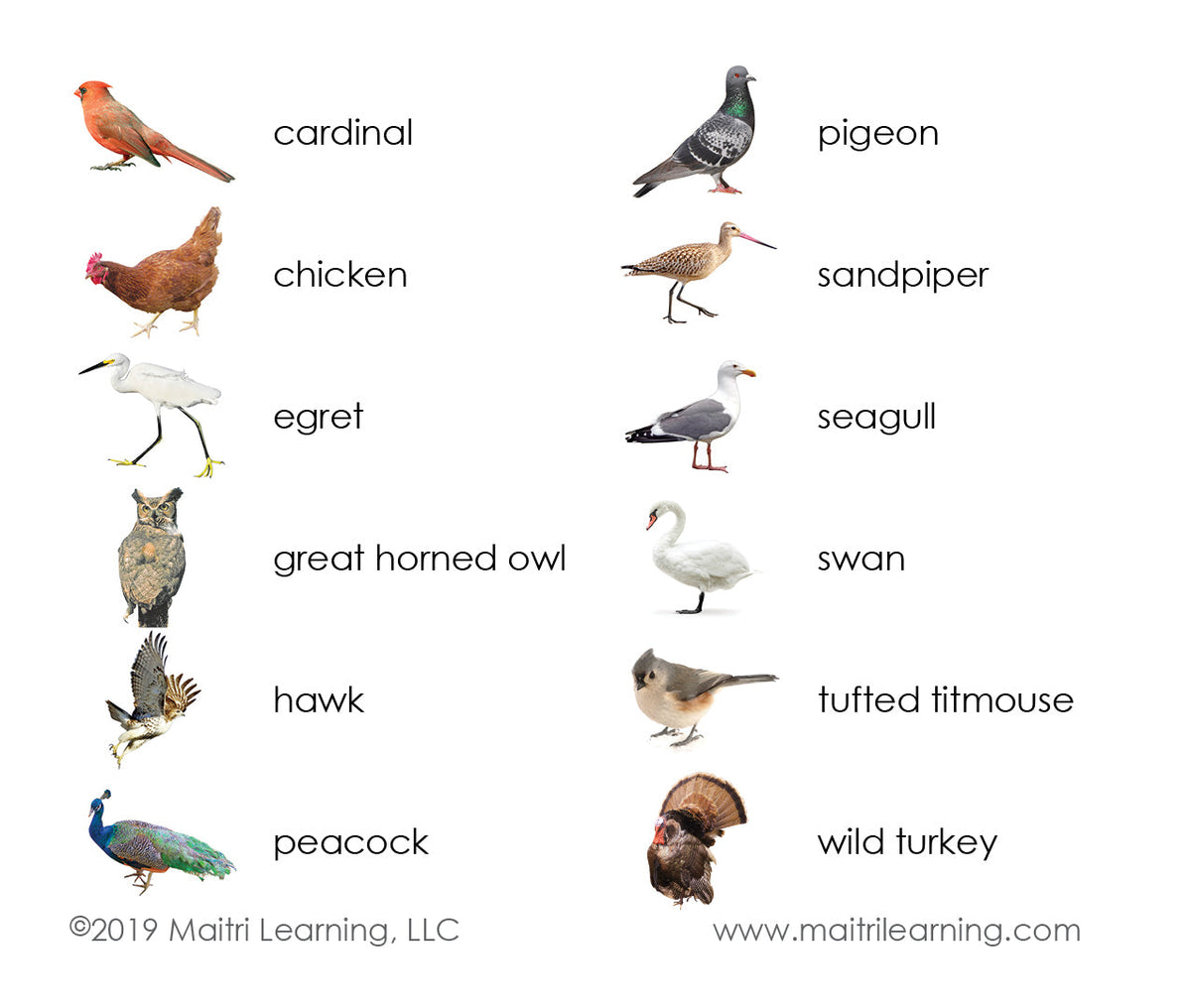 Birds Vocabulary - Maitri Learning