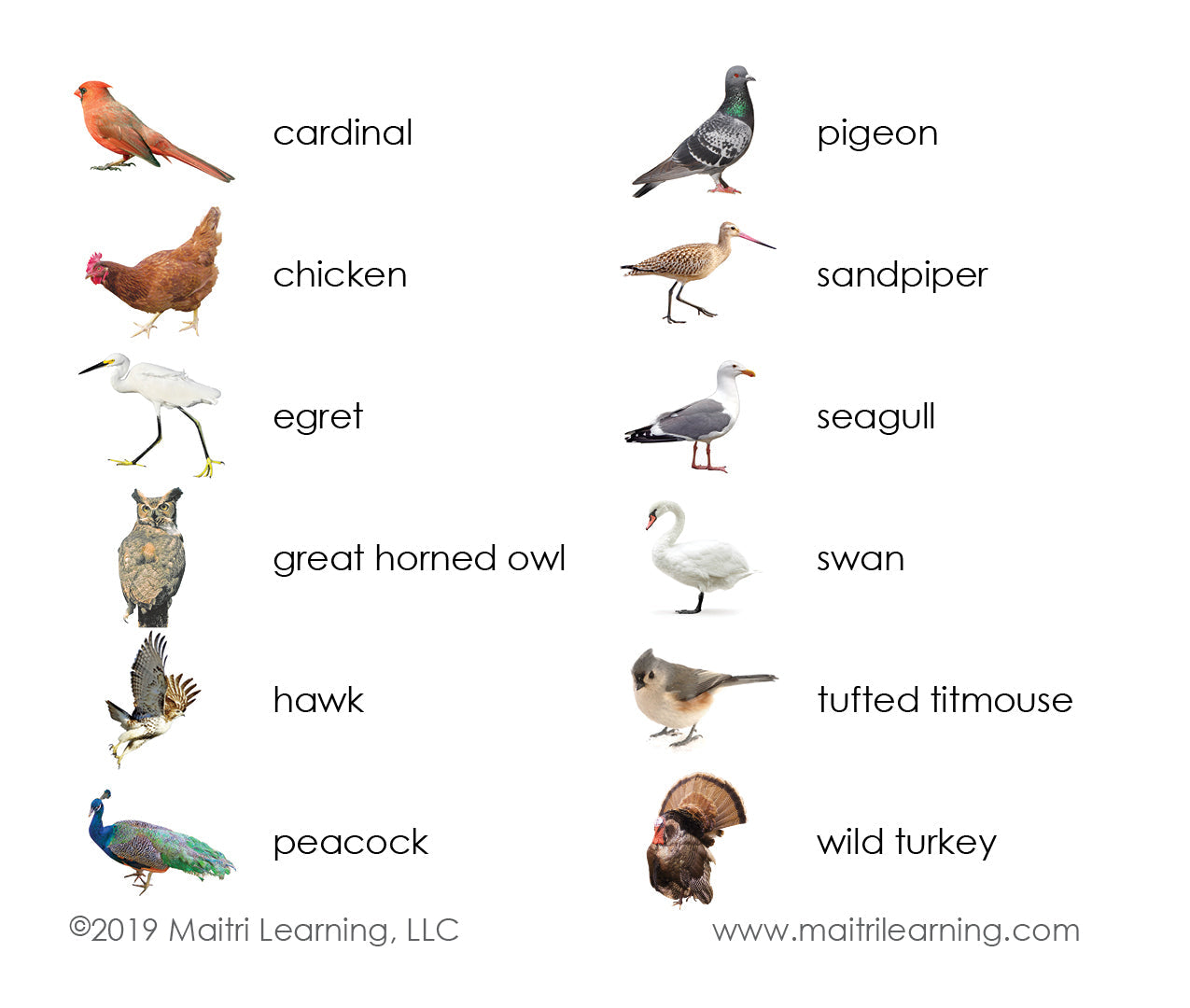 Birds Vocabulary - Maitri Learning