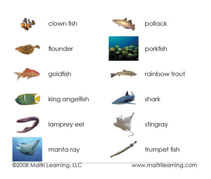 Fish Vocabulary