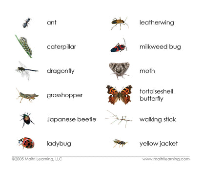Insects Vocabulary