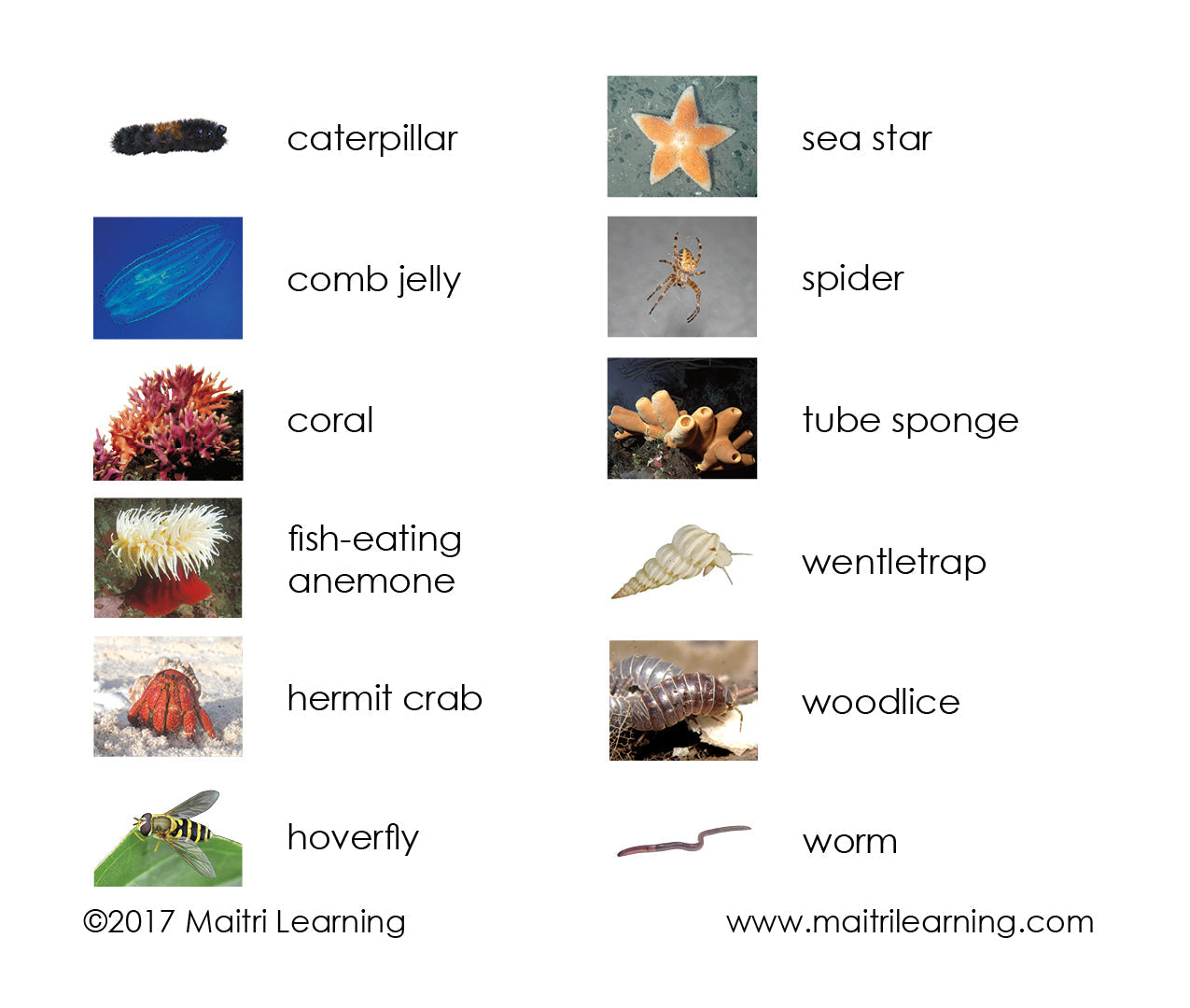 Invertebrates 3-Part Reading