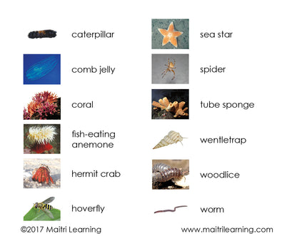 Invertebrates 3-Part Reading