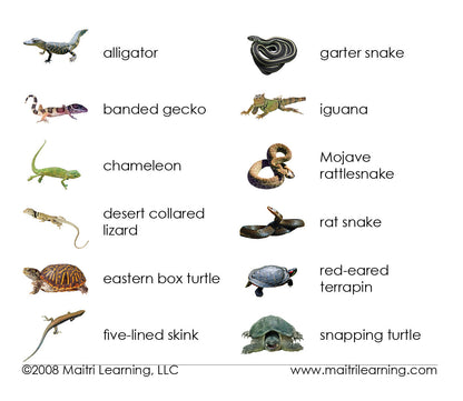 Reptiles Matching