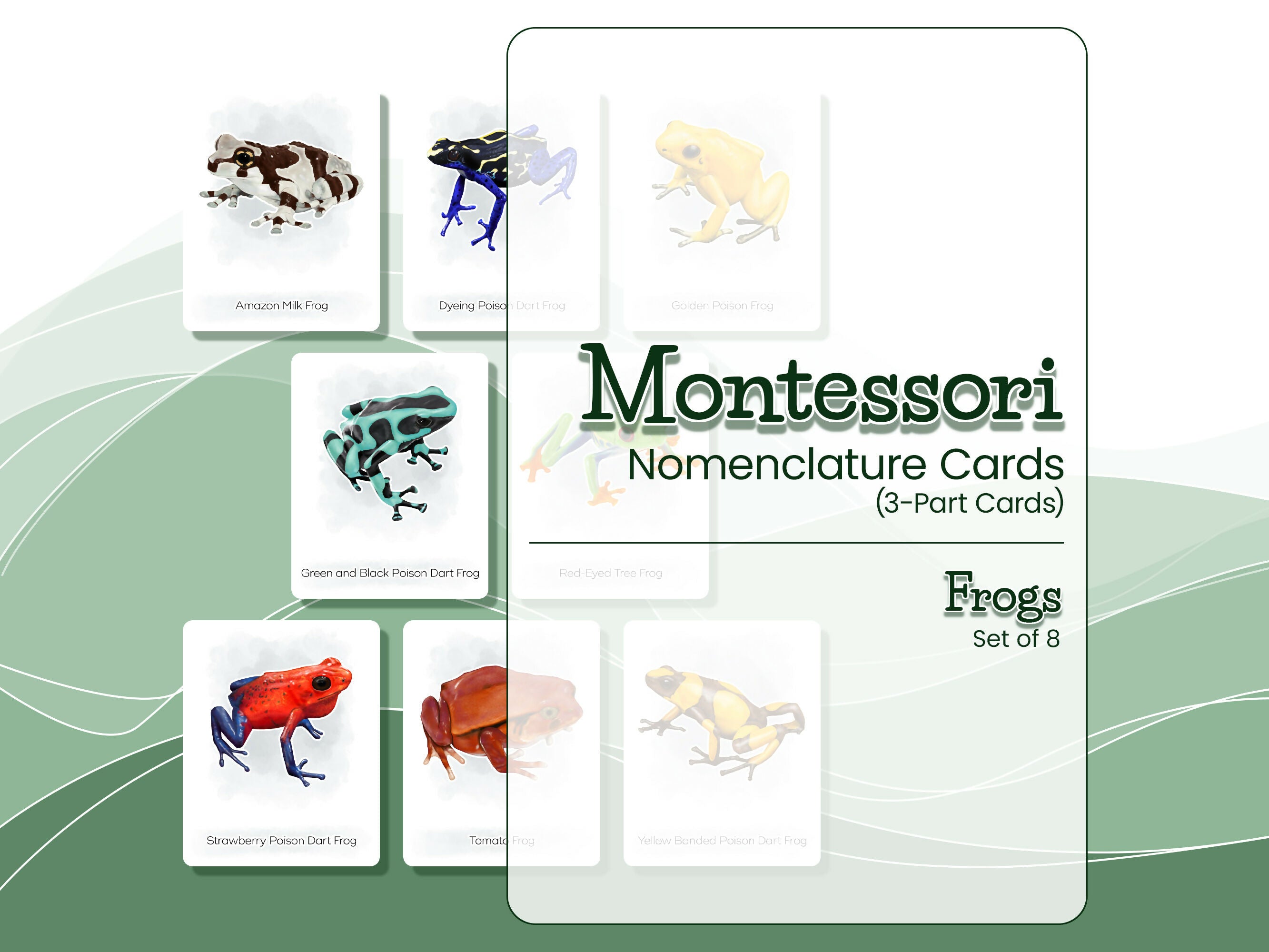 Nomenclature Cards Set - Illustrated Frogs