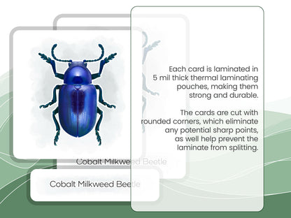 Nomenclature Cards Set - Illustrated Beetles