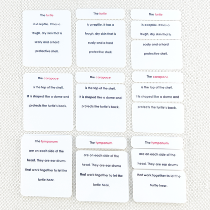Parts of the Turtle Book & Card Set