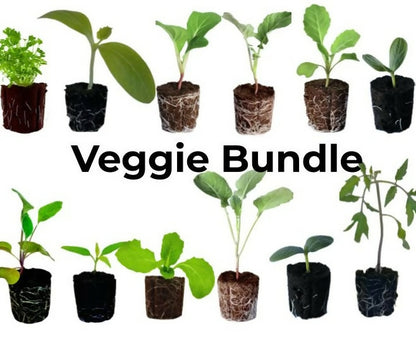 Veggie Bundle (12 seedlings)