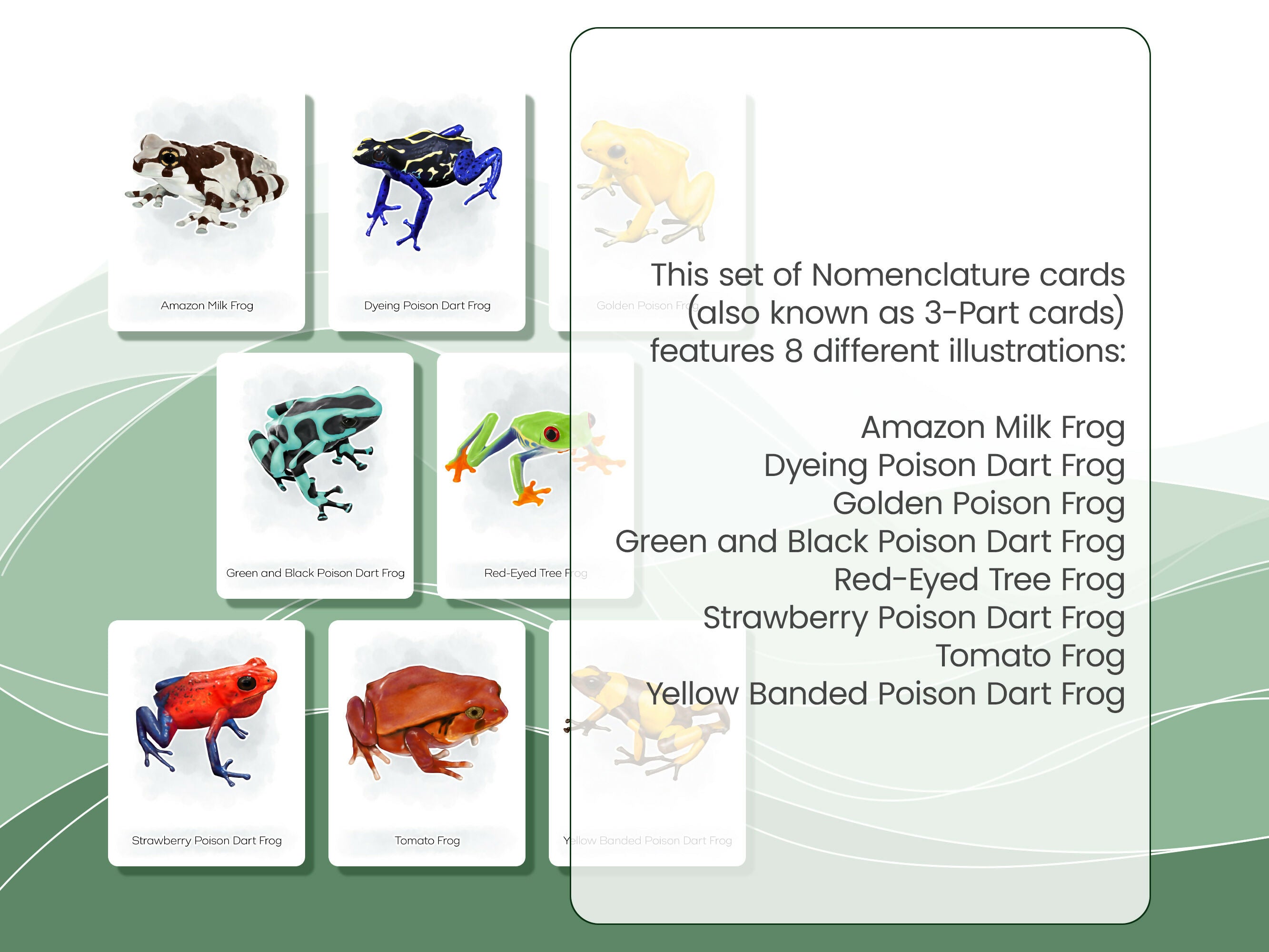 Nomenclature Cards Set - Illustrated Frogs