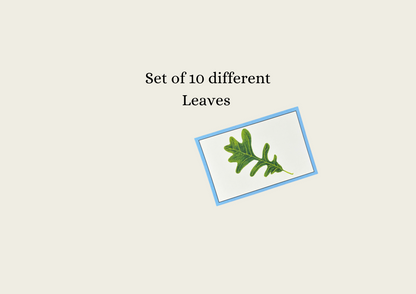 Leaves (Hand-drawn) Language Cards