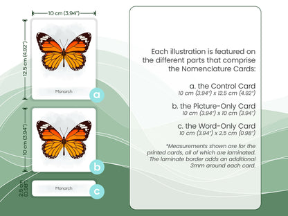 Nomenclature Cards Set - Illustrated Butterflies