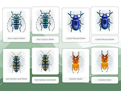 Nomenclature Cards Set - Illustrated Beetles