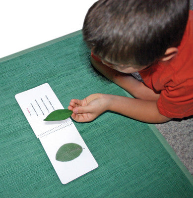 Leaf Shapes Book & Card Set