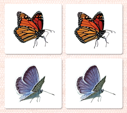 Butterflies Matching