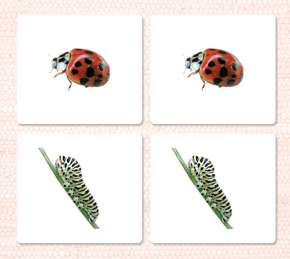 Insects Matching