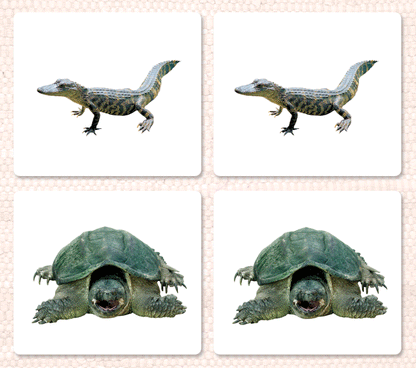 Reptiles Matching