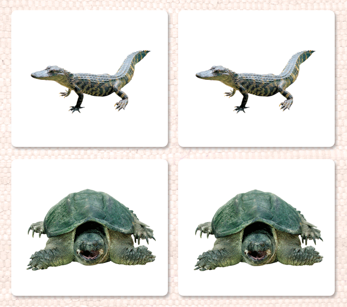 Reptiles Matching