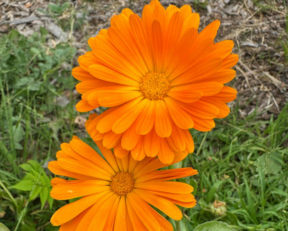 Flower Bundle (12 seedlings)