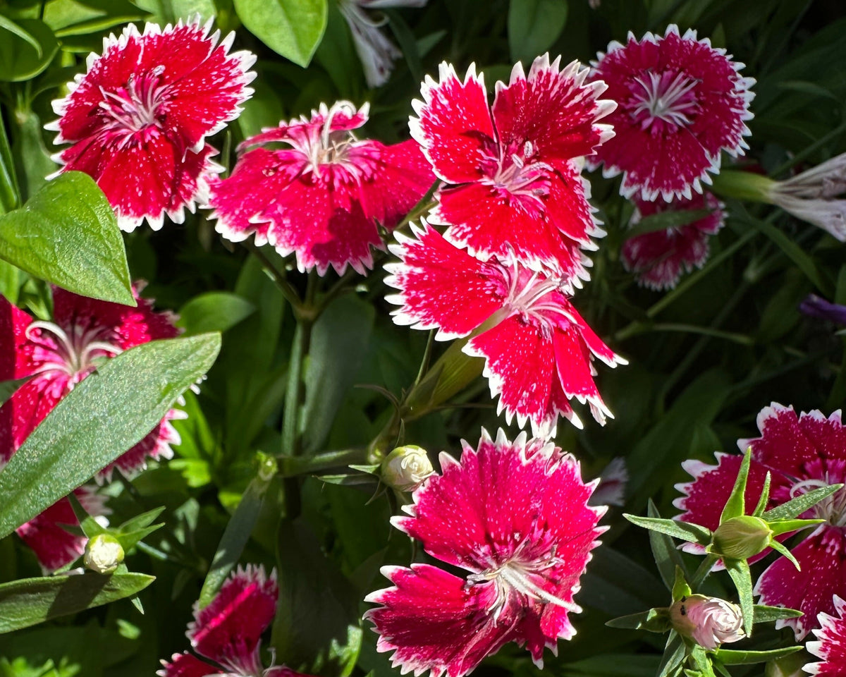 Flower Bundle (12 seedlings)