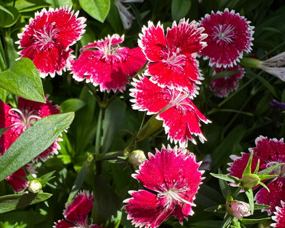 Flower Bundle (12 seedlings)