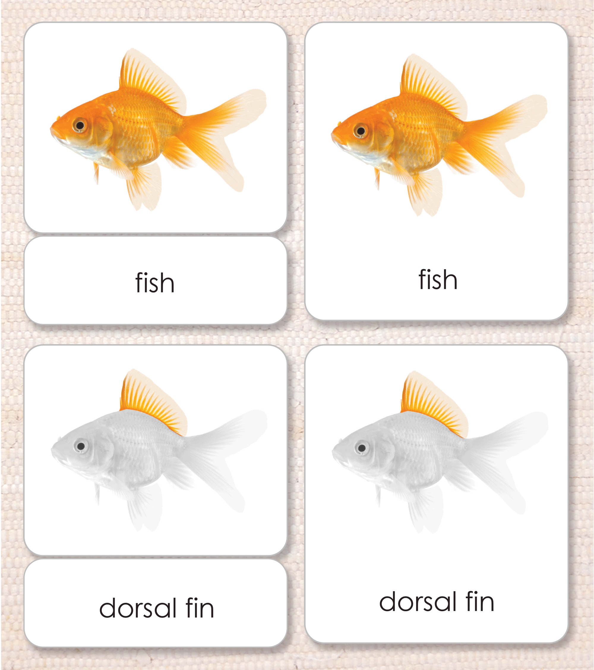 Parts of the Fish Book & Card Set