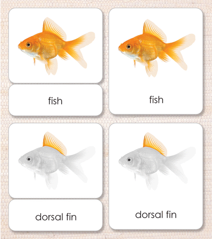 Parts of the Fish Book & Card Set