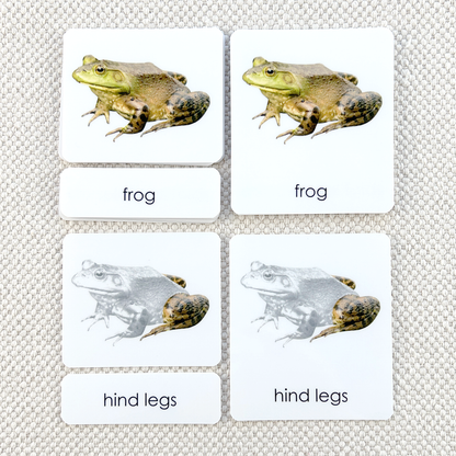 Vertebrates