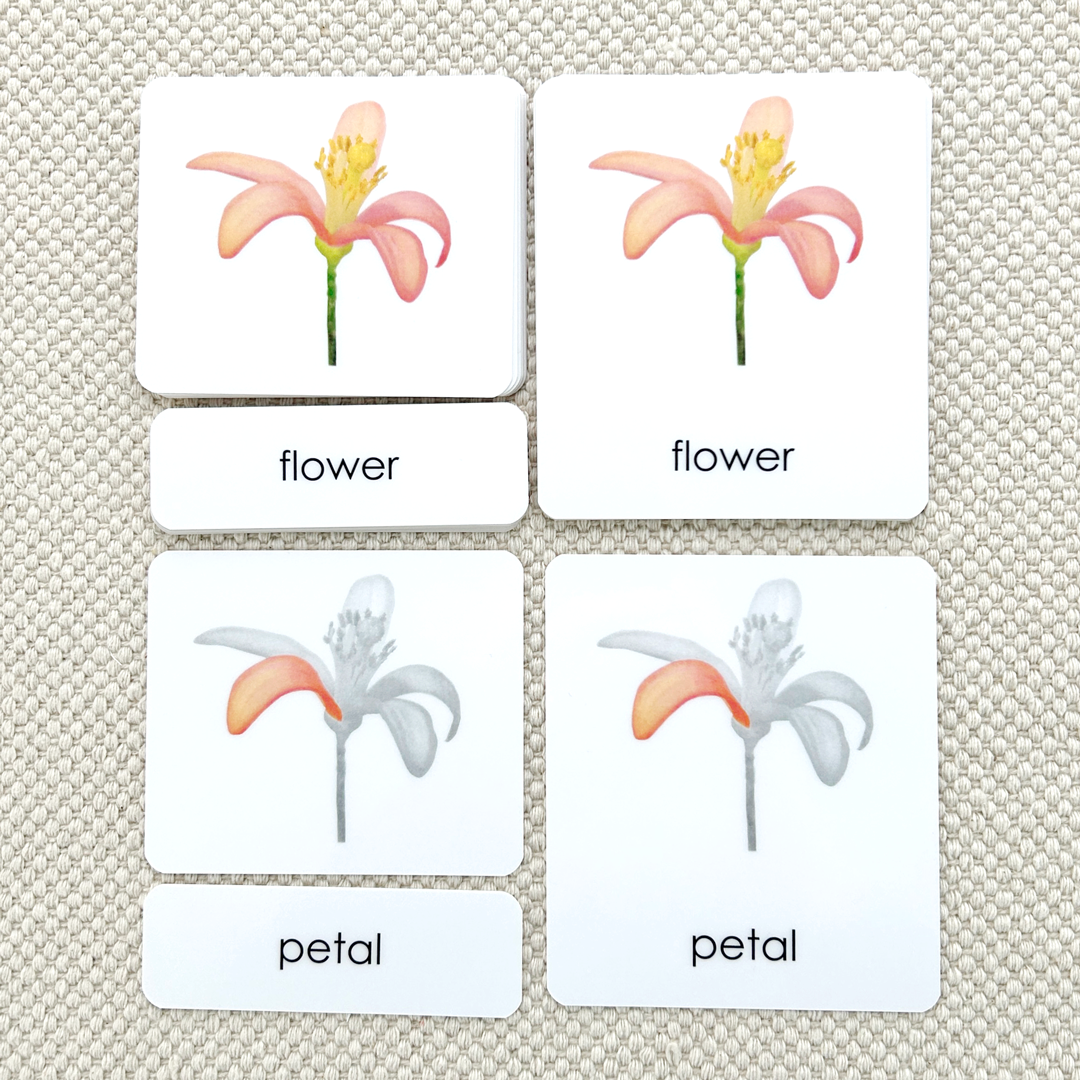 Botany "Parts of" 3-Part Set