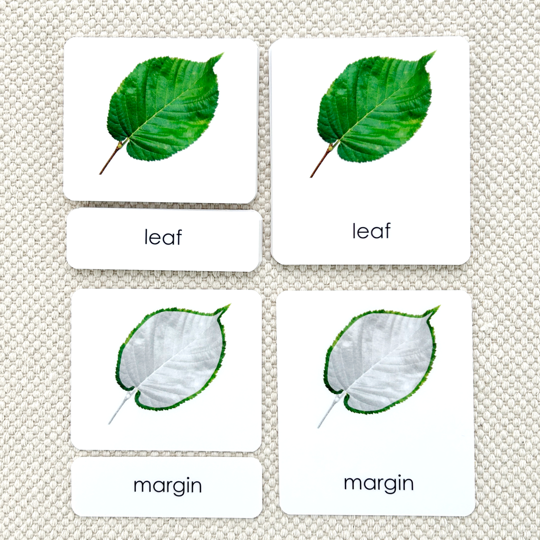 Botany "Parts of" 3-Part Set