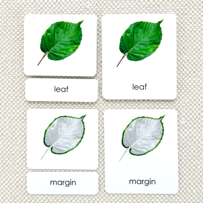 Botany "Parts of" 3-Part Set