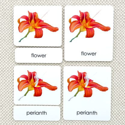 Botany "Parts of" 3-Part Set