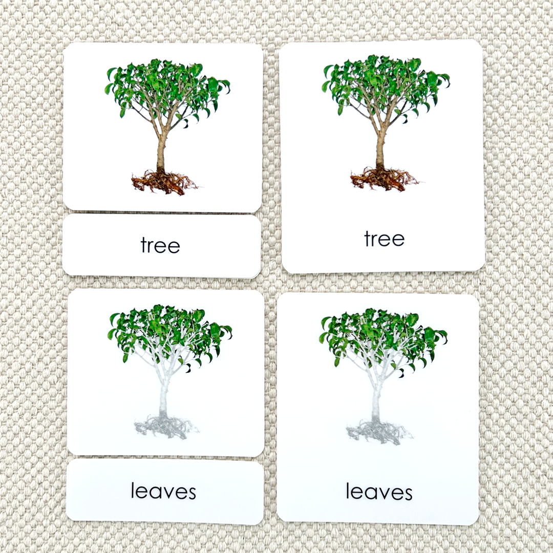 Parts of the Tree Book & Card Set