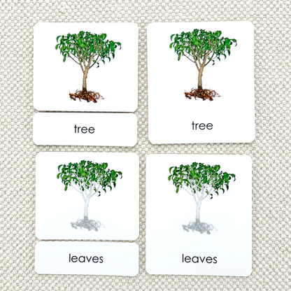 Parts of the Tree Book & Card Set