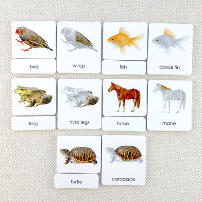 Vertebrates