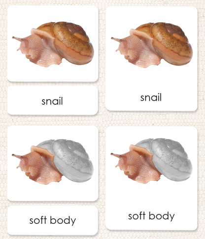 Parts of the Snail Book & Card Set