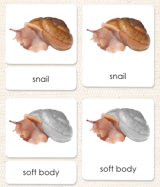 Parts of the Snail Book & Card Set
