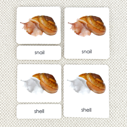 Parts of the Snail 3-Part Reading