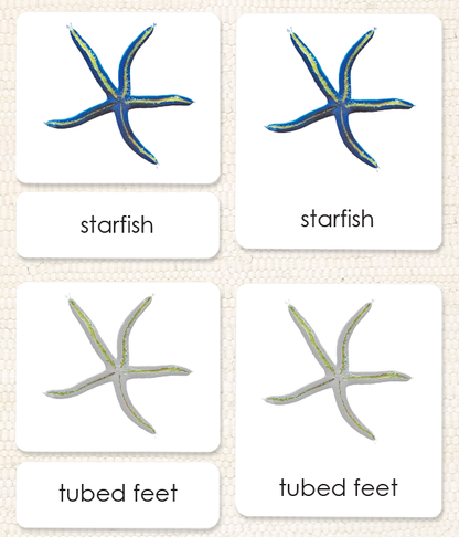 "Parts of" the Sea Star (Starfish)<p>3-Part Reading - Maitri Learning