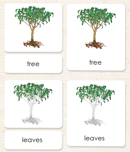 Parts of the Tree Book & Card Set